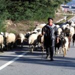 Um pastor com suas ovelhas, em Portugal, Serra da Estrela