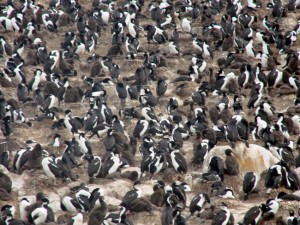 Pinguins, leões-marinhos & Cia.