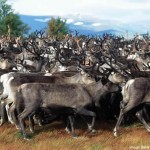 Rebanho de renas, norte da Suécia