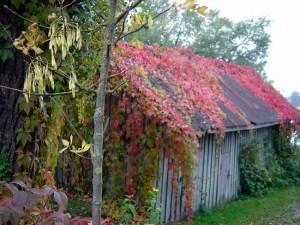 Região rural da Lituânia no outono