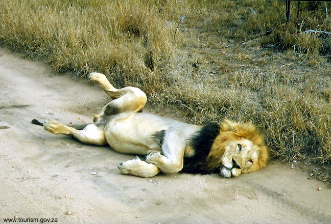 África do Sul, leão