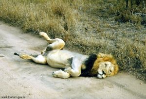 África do Sul, vida selvagem
