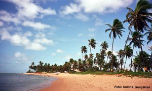 Coqueiros na Praia do Forte, na Bahia