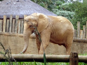 Elefante no Jardim Zoológico de São Paulo