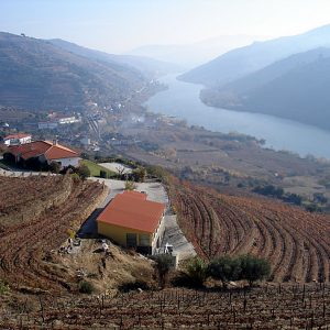 Plantações de vinhas às margens do Rio Douro, Portugal