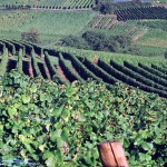 Vinhedos, Mendoza