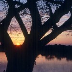 Mato Grosso, Pantanal