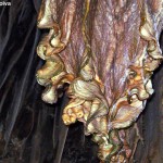 Caverna do Diabo, formação translúcida