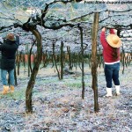 Frio no Vale dos Vinhedos, Bento Gonçalves