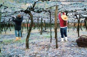 Frio no Vale dos Vinhedos, Bento Gonçalves
