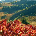 Bento Gonçalves, Vale dos Vinhedos