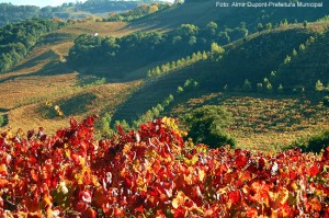 Bento Gonçalves, Vale dos Vinhedos