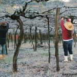 Inverno Vale dos Vinhedos, Serra Gaúcha