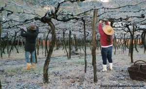 Inverno Vale dos Vinhedos, Serra Gaúcha