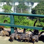 Quatis em Foz do Iguaçu PR
