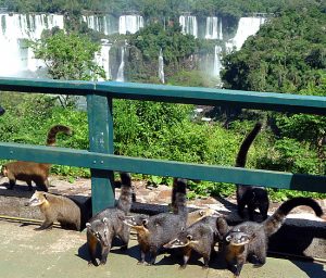 Quatis em Foz do Iguaçu PR