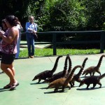Fotos Quatis em Foz do Iguaçu
