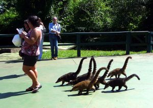 Fotos Quatis em Foz do Iguaçu