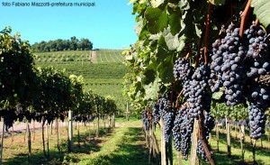 Vale dos Vinhedos, Serra Gaúcha