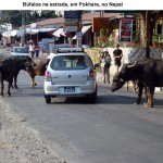 Búfalos na estrada, Pokhara, Nepal