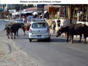 Búfalos na estrada, Pokhara, Nepal
