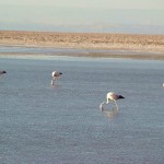 Flamingos rosados, deserto do Atacama