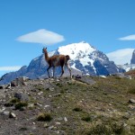 Guanaco em Torres del Paine