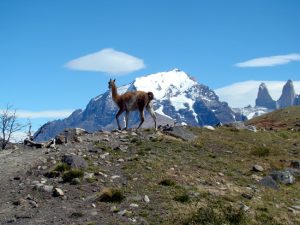 Guanaco em Torres del Paine