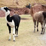Lhamas no Vale Sagrado, Peru