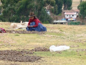 Índia cultivando batatas em Chinchero, vale Sagrado dos Incas, Peru