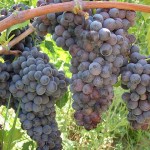 Uvas numa vinícola da Campania