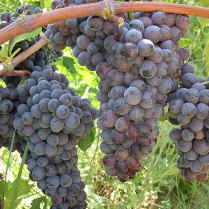 Uvas numa vinícola da Campania