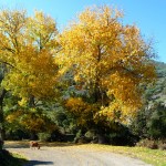 Córsega - de Cavi a St-Laurent, aldia corsa