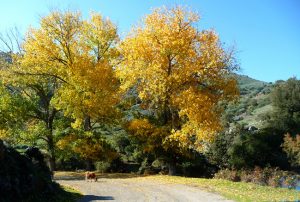 Córsega - de Cavi a St-Laurent, aldia corsa