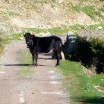 De Calvi a St-Laurent, a vaca na estrada