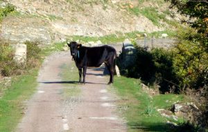 De Calvi a St-Laurent, a vaca na estrada