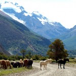 Cavalos na pista em El Chaltén, Argentina