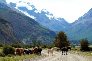 Cavalos na pista em El Chaltén, Argentina