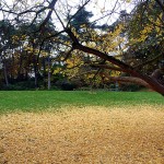 Jardin de Montsouris