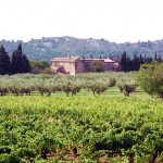 França, Provence, vinhedo