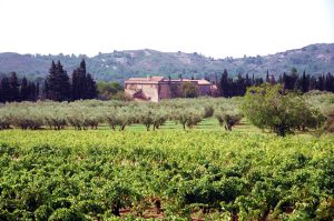 França, Provence, vinhedo