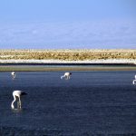 Flamingos no Deserto do Atacama, Chile