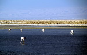 Flamingos no Deserto do Atacama, Chile