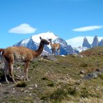 Guanaco em Torres del Paine, Chile