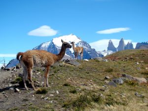 Guanaco em Torres del Paine, Chile