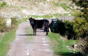 Tome a sério placas sobre animais na pista