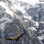 Condor no valle del Colca, Peru