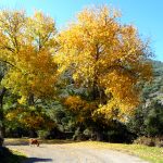 França, Corsega, estrada no outono