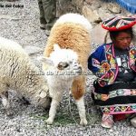 Menina índia, entre Arequipa e Chivay, Peru