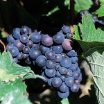 Vinhedo na Champagne - Foto: Curtis Foreman CCBYSA